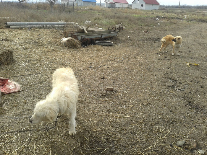 20140112_125700 - caini de oi din Dobrogea
