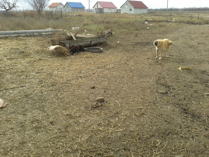 20140112_125719 - caini de oi din Dobrogea