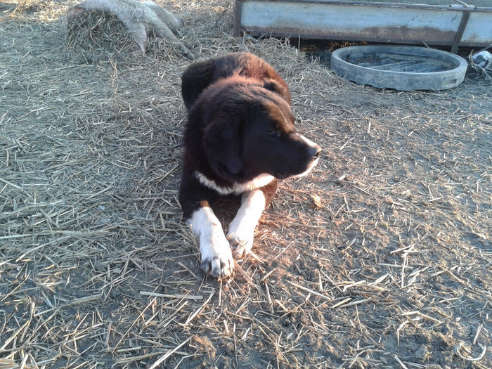 20140112_161119 - caini de oi din Dobrogea
