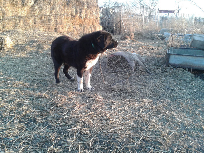 20140112_161133 - caini de oi din Dobrogea