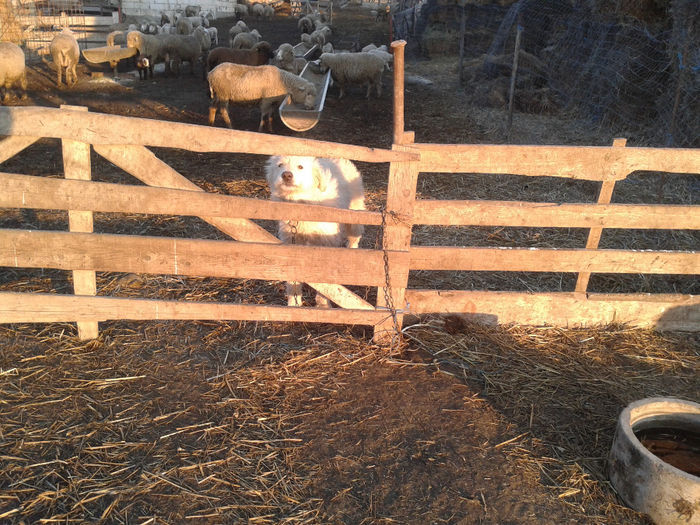 20140112_161155 - caini de oi din Dobrogea