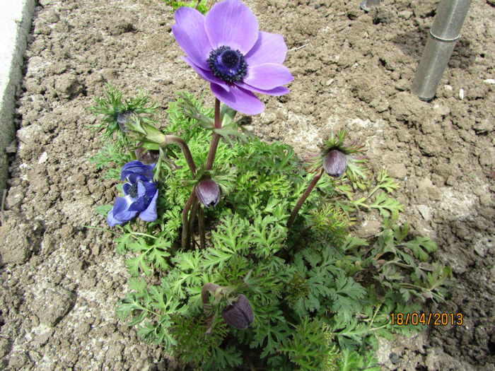 2013 - 04-Anemone