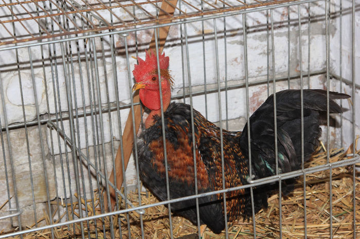 Gat Golas pitic autohton