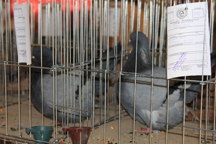 IMG_2595 - 1 EXPO KOVACICA SERBIA 2014