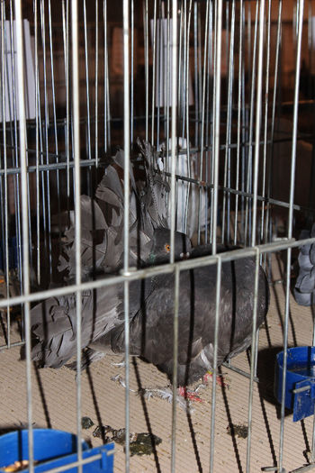 IMG_2678 - 1 EXPO KOVACICA SERBIA 2014