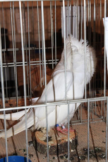 Piliker  in limba sarba