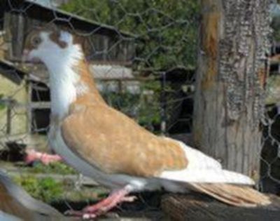 BARLAD-VASLUI.... - 03-PORUMBEI GALATENI MOTATI