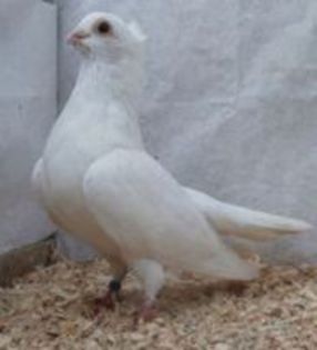 TURDA--CLUJ.... - 03-PORUMBEI GALATENI MOTATI