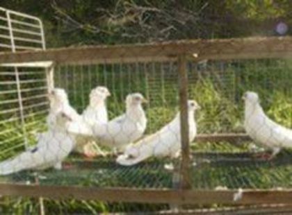 --PROVIN DIN TULCEA--