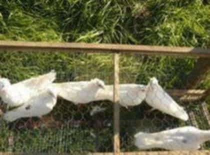 --PROVIN DIN TULCEA--