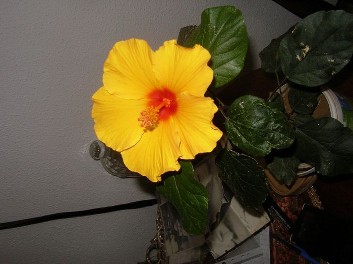 SANY0111; am pierdut-o in iarna aceasta....
