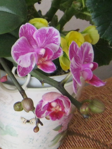 IMG_3691 - Flori 2014_1