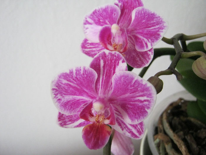 IMG_3692 - Flori 2014_1