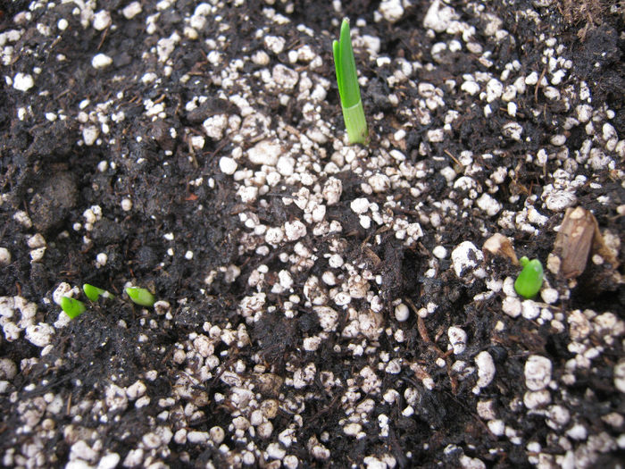 narcise galbene incoltite in ghiveci - Flori 2014_1