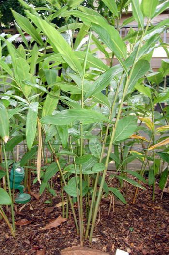Alpinia Galanga - a-alte seminte rare