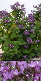 Wigandia - a-alte seminte rare