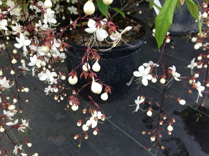 clerodendrum smithianum - a-alte seminte rare