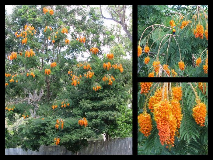 colvillea racemosa - a-alte seminte rare