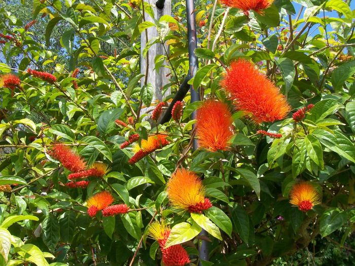 combretum aubletii - a-alte seminte rare