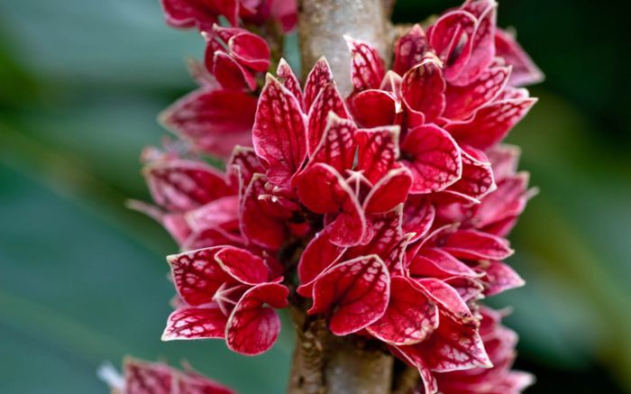 Goethea-Strictiflora - a-alte seminte rare