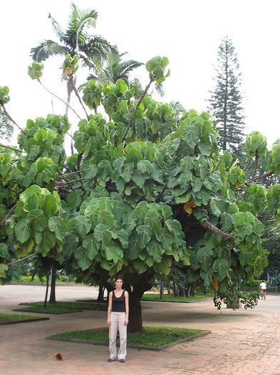 macaranga grandifolia - a-alte seminte rare