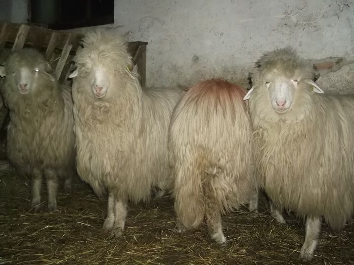 Picture 218 - 0000 Carlane 2O14