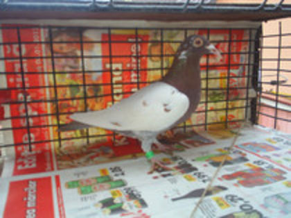 F 2011 77 vin MM origini Sohorca