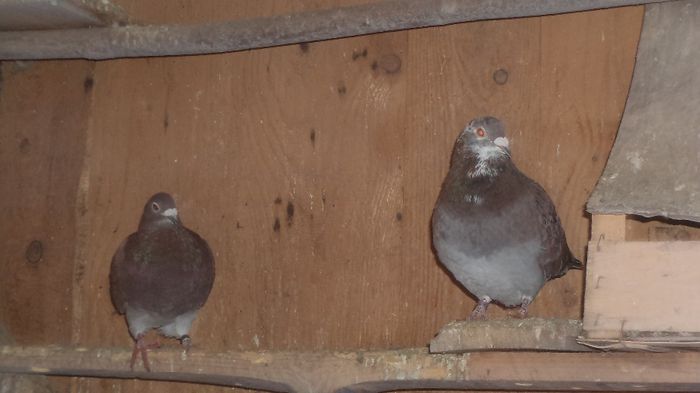 unguru si yugoslava pereche; hung.2007 si yugoslava 2002 sunt matca
