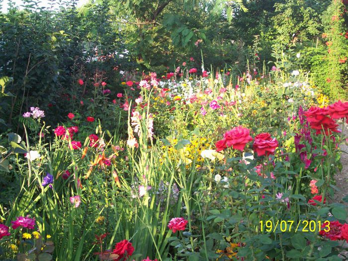 101_0630 - gradina mea de visssssssssssss