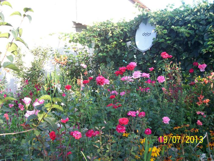 101_0639 - gradina mea de visssssssssssss