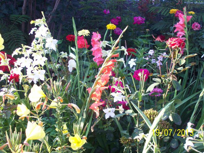 101_0647 - gradina mea de visssssssssssss