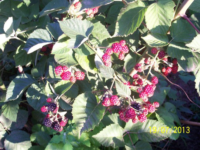 101_0659 - gradina mea de visssssssssssss