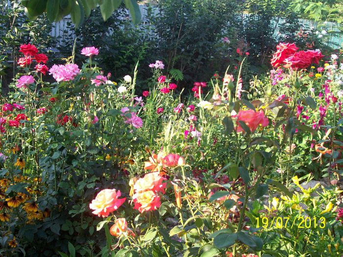 101_0714 - gradina mea de visssssssssssss