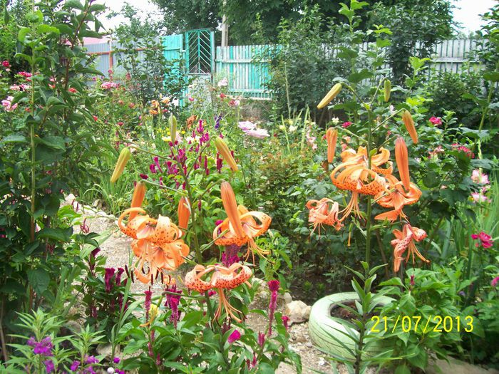 101_0749 - gradina mea de visssssssssssss