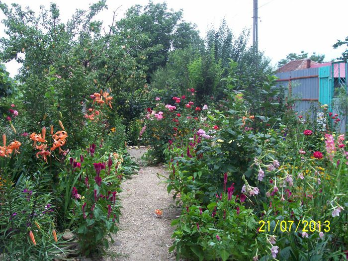 101_0757 - gradina mea de visssssssssssss