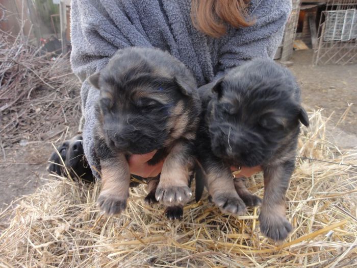 019; Noi suntem fratiorii mai grasuni ai Myrei
