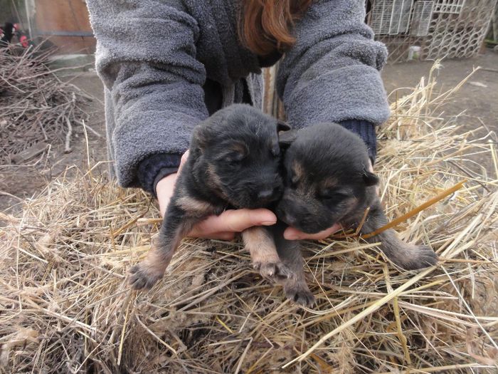 024; Si noi suntem fratiorii Myrei ,dar ceva mai micuti,ca nu avem loc de ceilalti mancaciosi, dar nu e nimic ,ca ne facem noi mari
