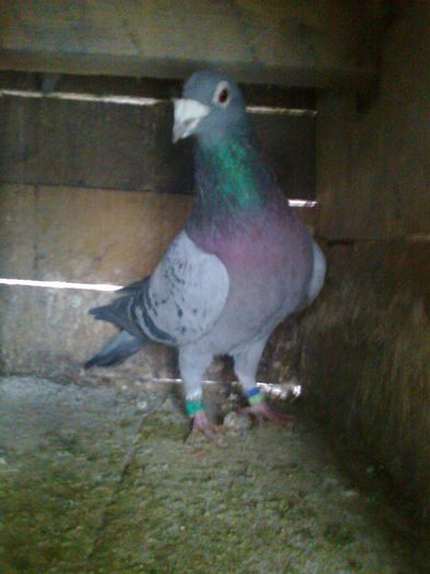 M-2011 - porumbei voiajori