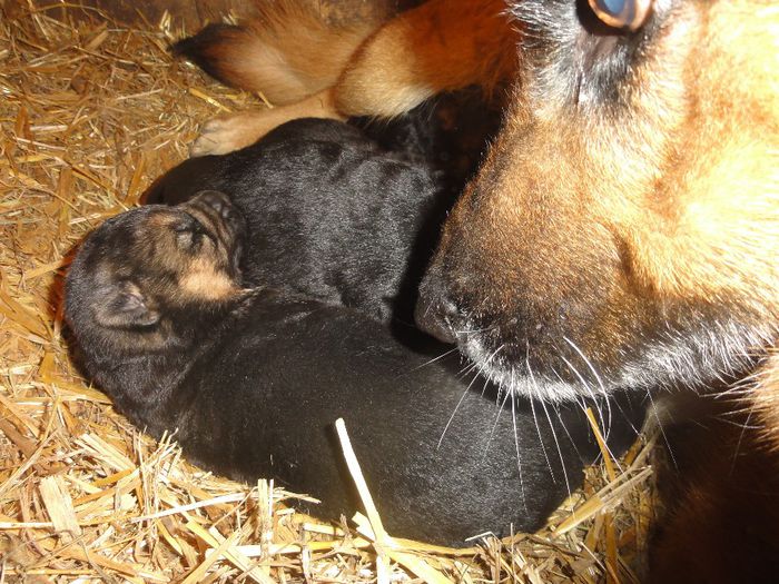 030 - Puiutii Aishei fatati pe 03 01 2014