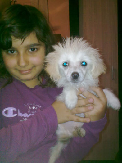 chinese crested powder puff; mascul 3 luni
