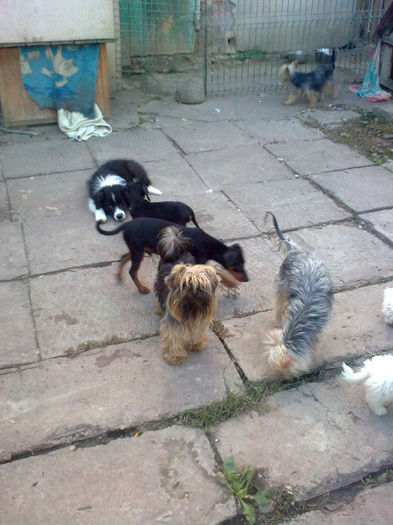 mica trupa; yorky,pincher,teckel ,border collie
