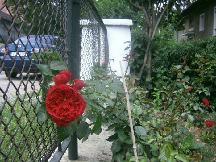 florentina 1 sezon de la plantare