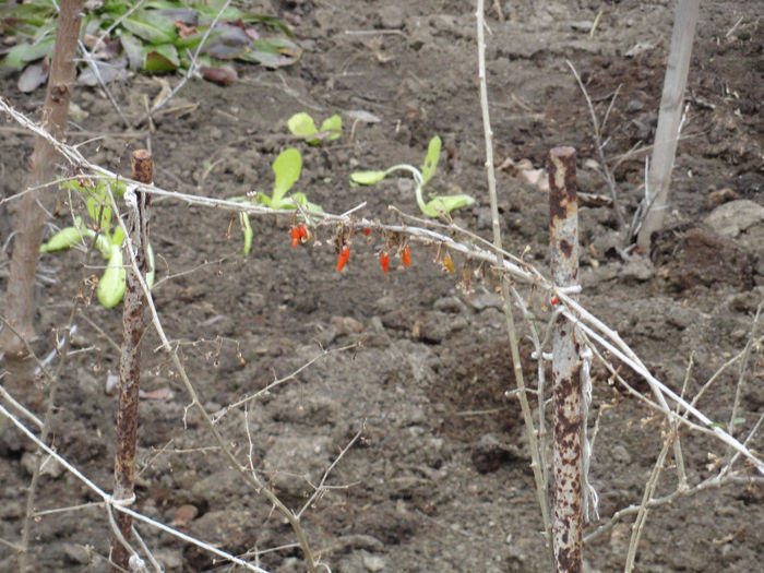 gojii 16 ianuarie, nu se mai opreste