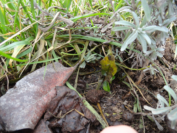 lamai in gradina, inca traieste