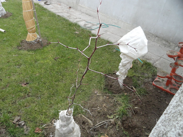 zizibus jujuba ianuarie