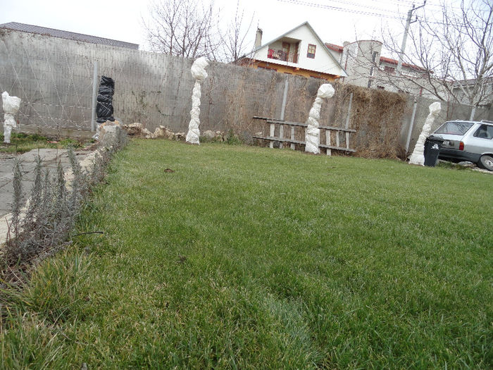 lavanda si alti kaki( am 5)