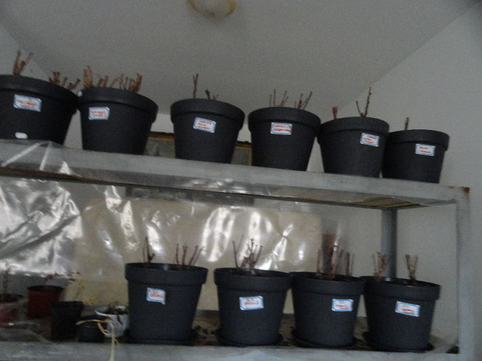 diferiti arbusti fructiferi