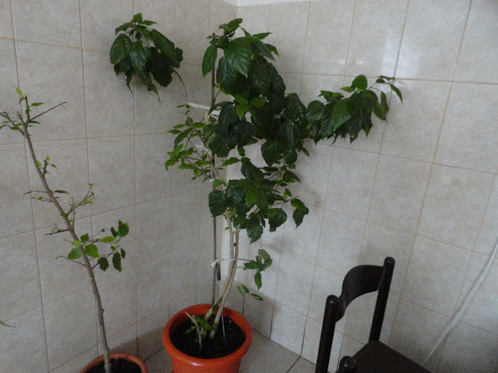 tr.japonez grena batut