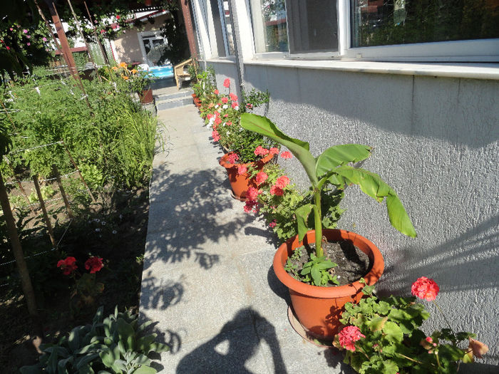 vara 2013 drumul catre foisor