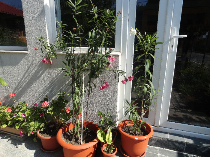 2013 leandri1,80-150ron.1,40-100ron